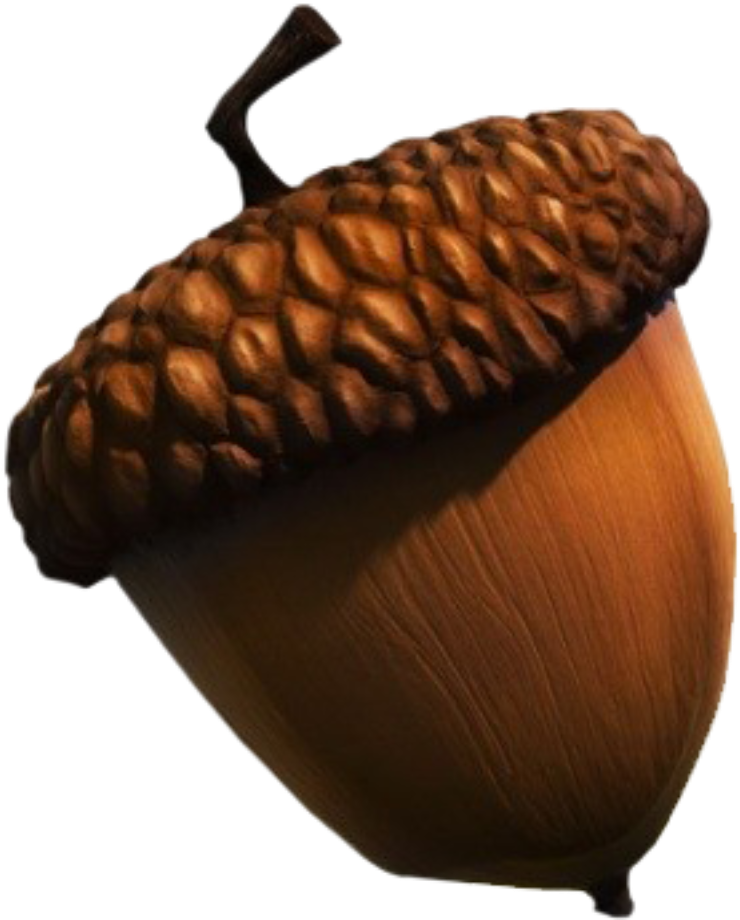 Close Up Acorn Isolated