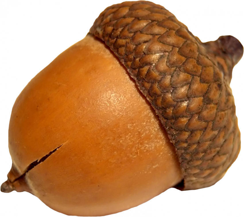 Close Up Acorn Isolated