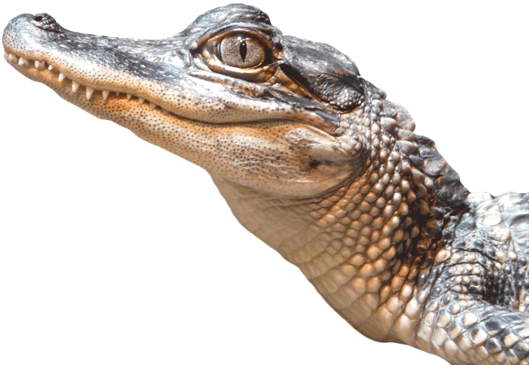 Close Up Alligator Portrait