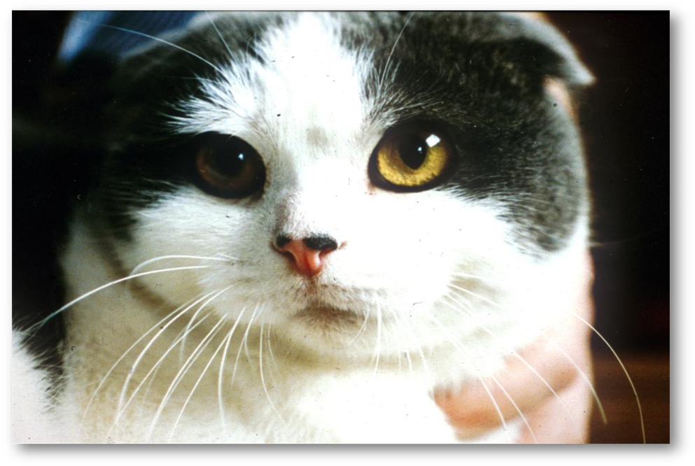 Close Up Black White Cat Yellow Eyes