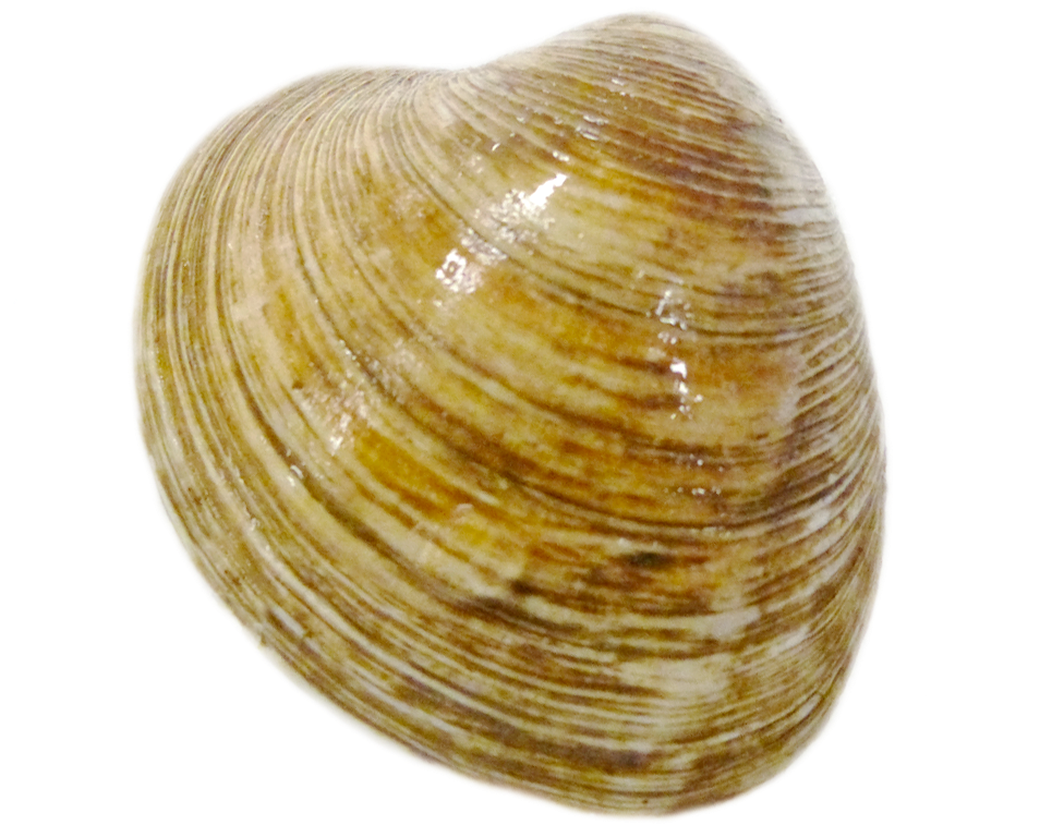 Close Up Clam Shell Texture