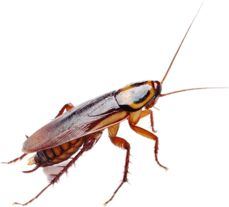 Close Up Cockroach Isolated