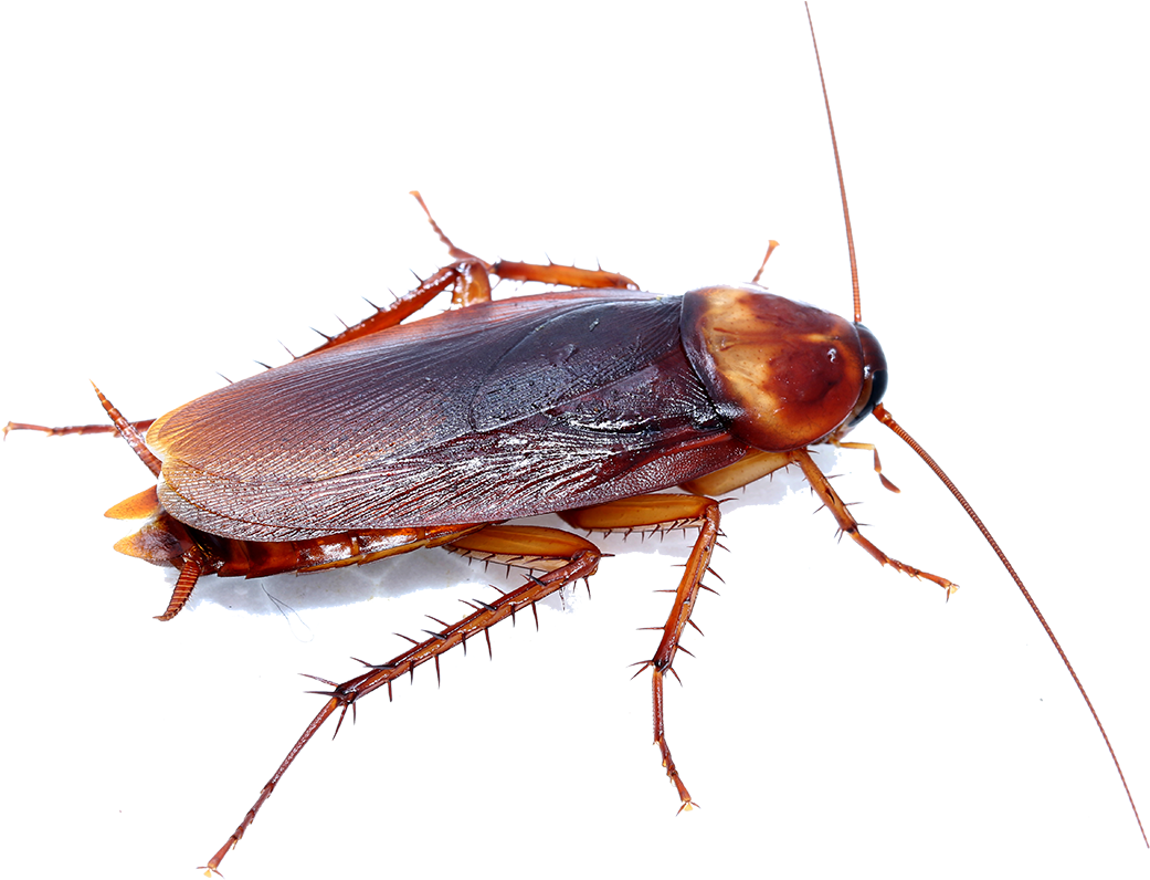 Close Up Cockroach Transparent Background