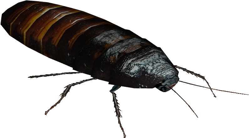 Close Up Cockroach Transparent Background