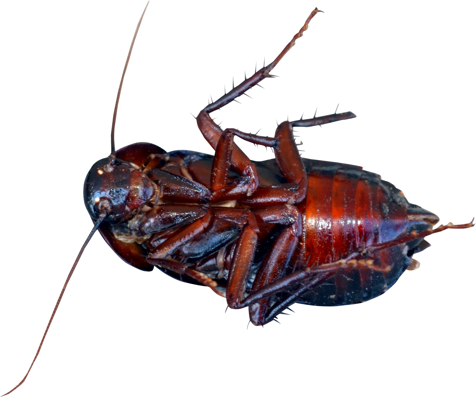 Close Up Cockroachon Blue Background