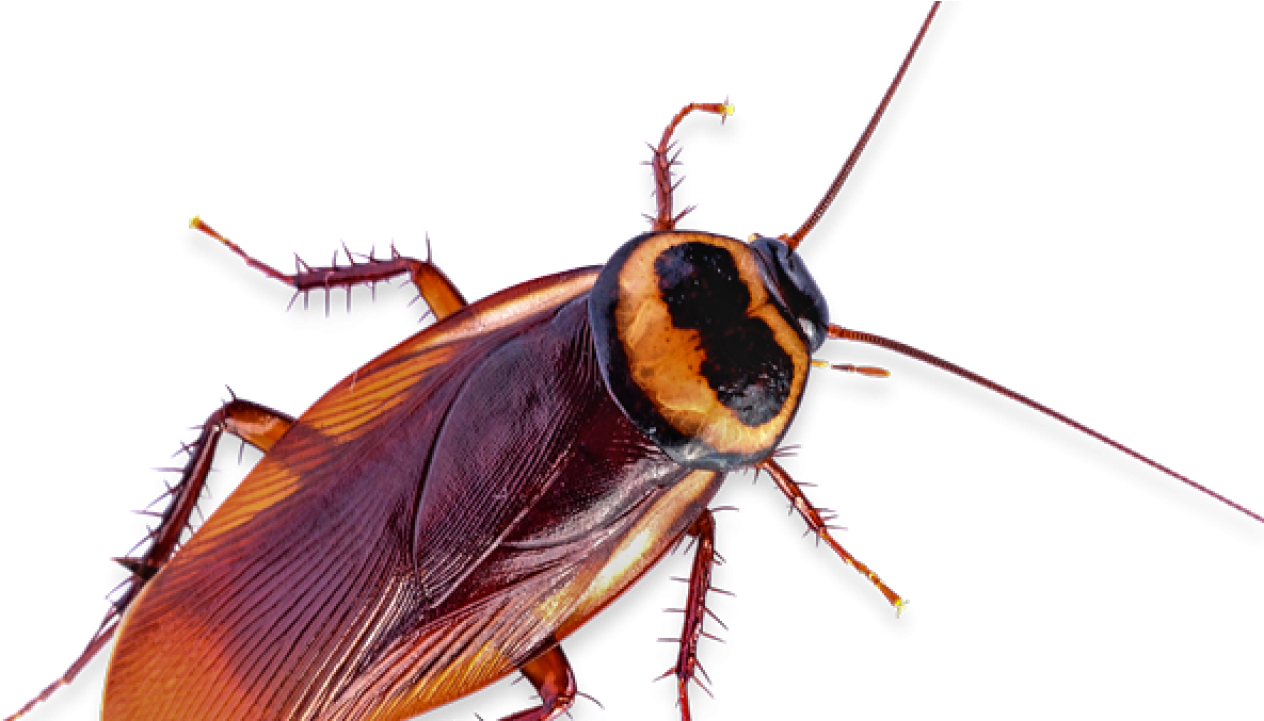 Close Up Cockroachon Transparent Background