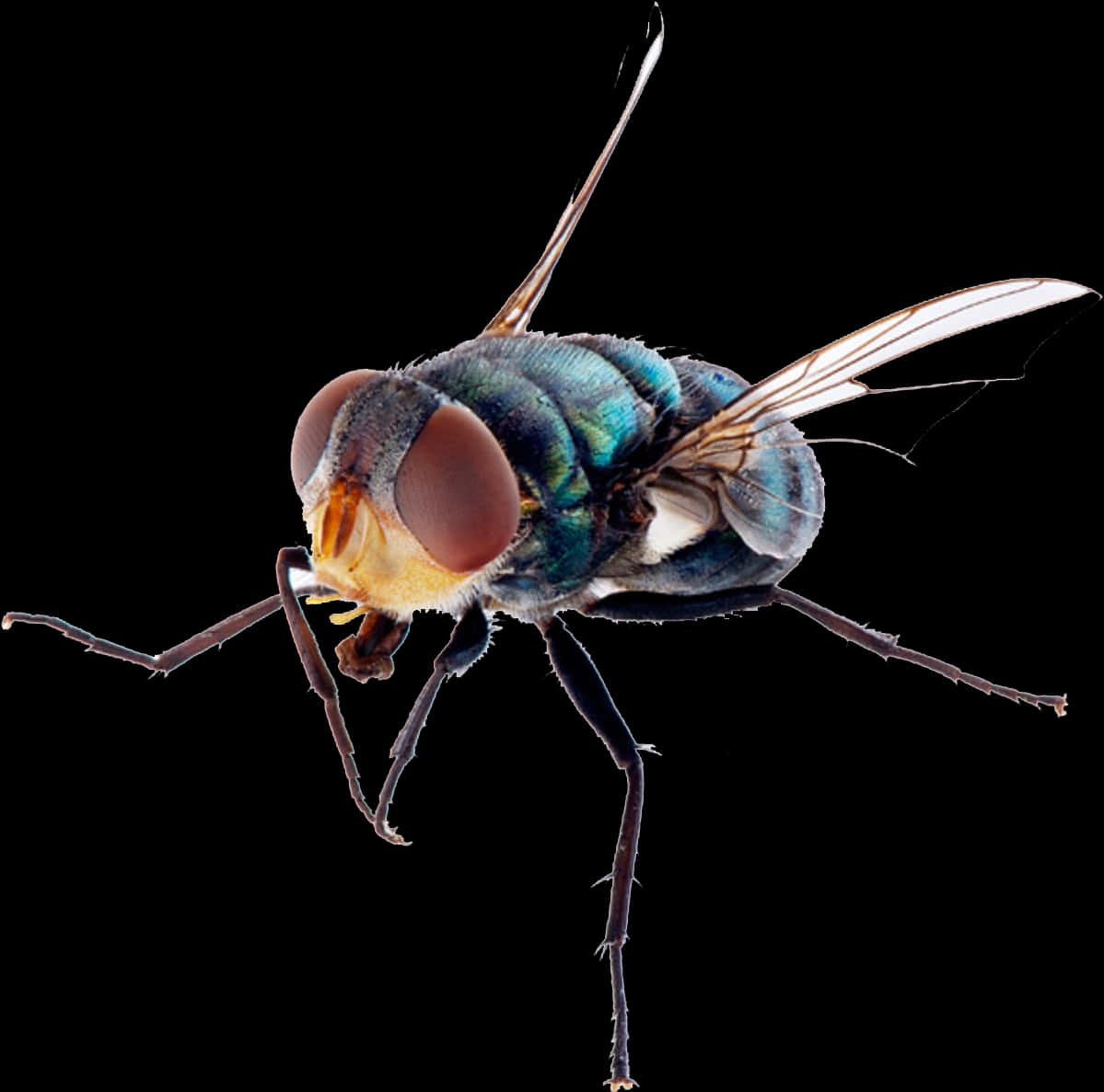 Close Up Common Housefly