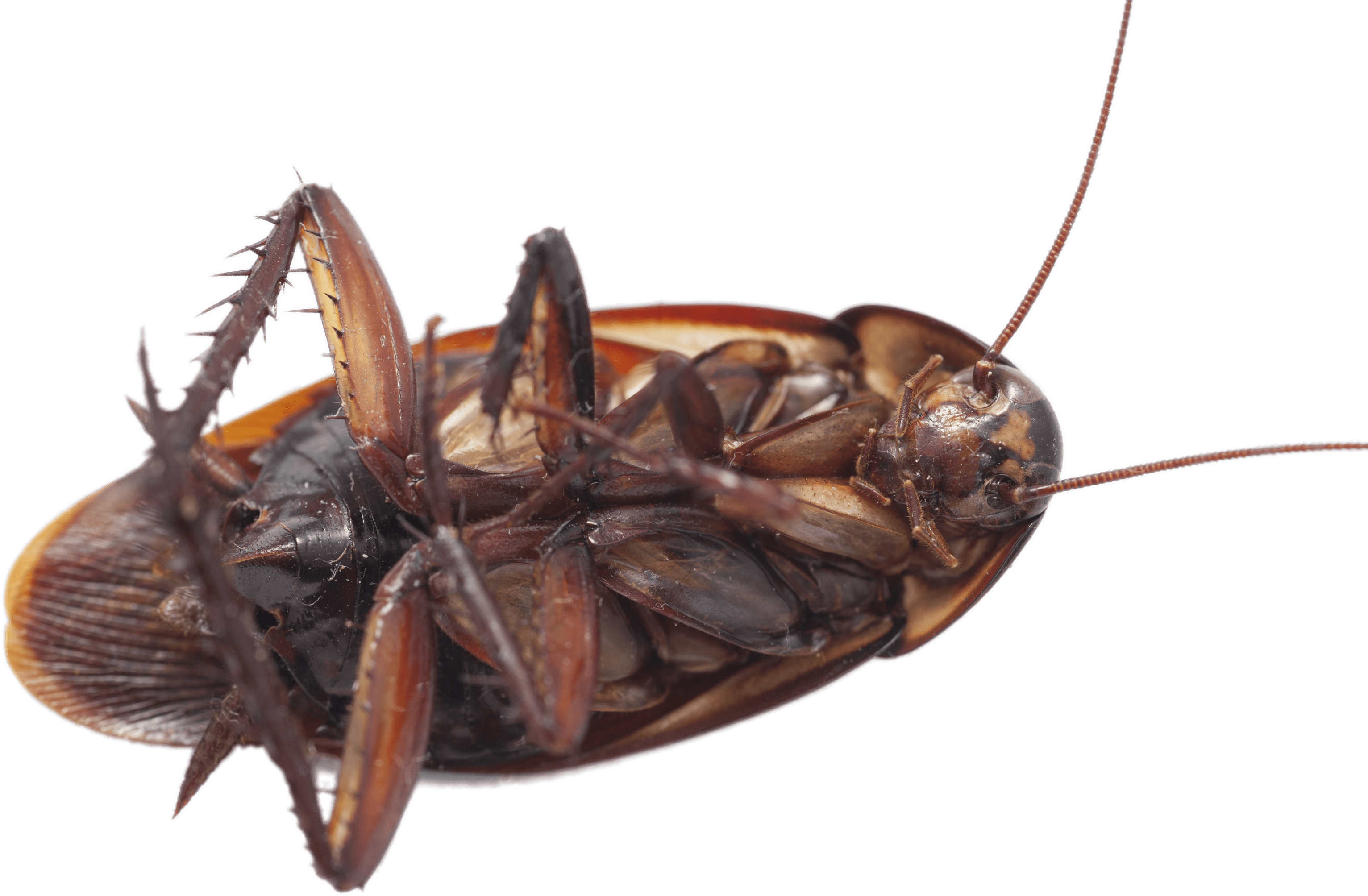 Close Up Dead Cockroach Transparent Background