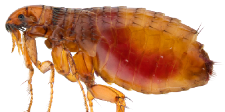 Close Up Flea Transparent Background