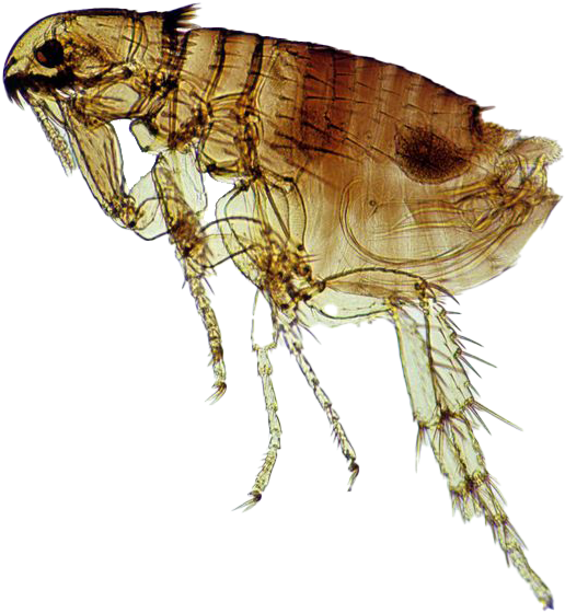 Close Up Flea Transparent Background