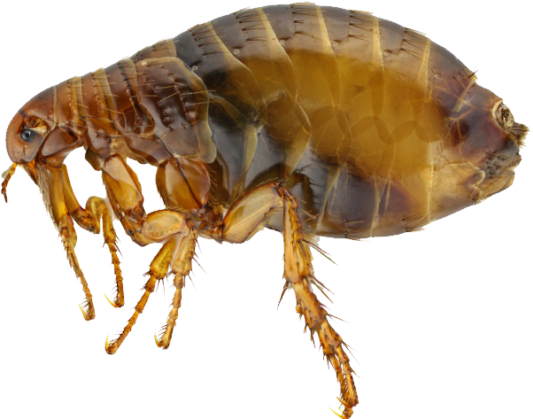 Close Up Flea Transparent Background.png