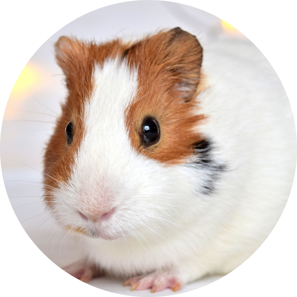 Close Up Guinea Pig Portrait