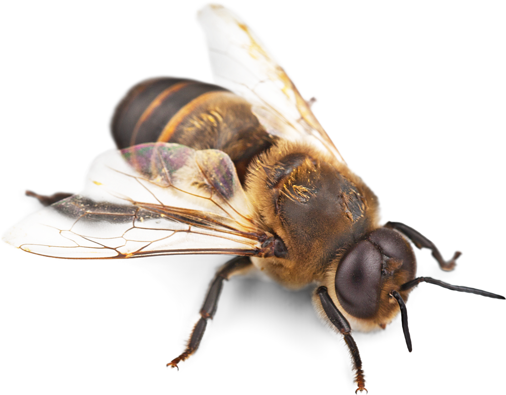 Close Up Honeybee Transparent Background