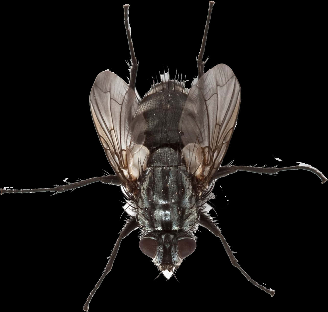 Close Up Housefly Isolated