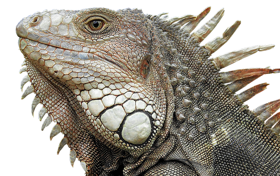 Close Up Iguana Portrait