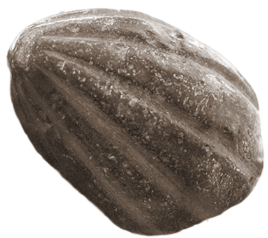 Close Up Imageof Squash Seed