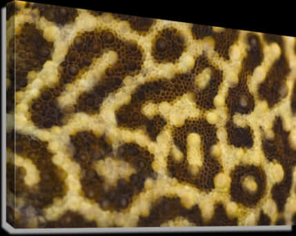 Close Up Leopard Skin Pattern