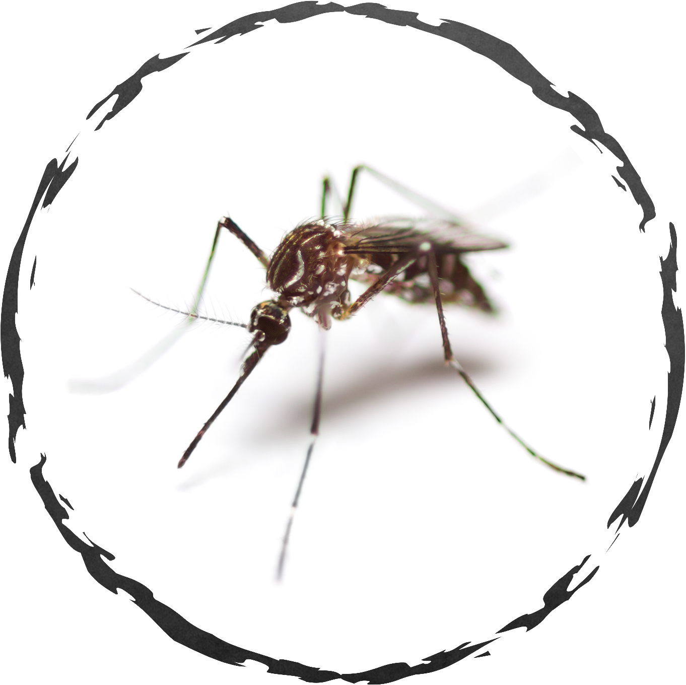 Close Up Mosquito Image