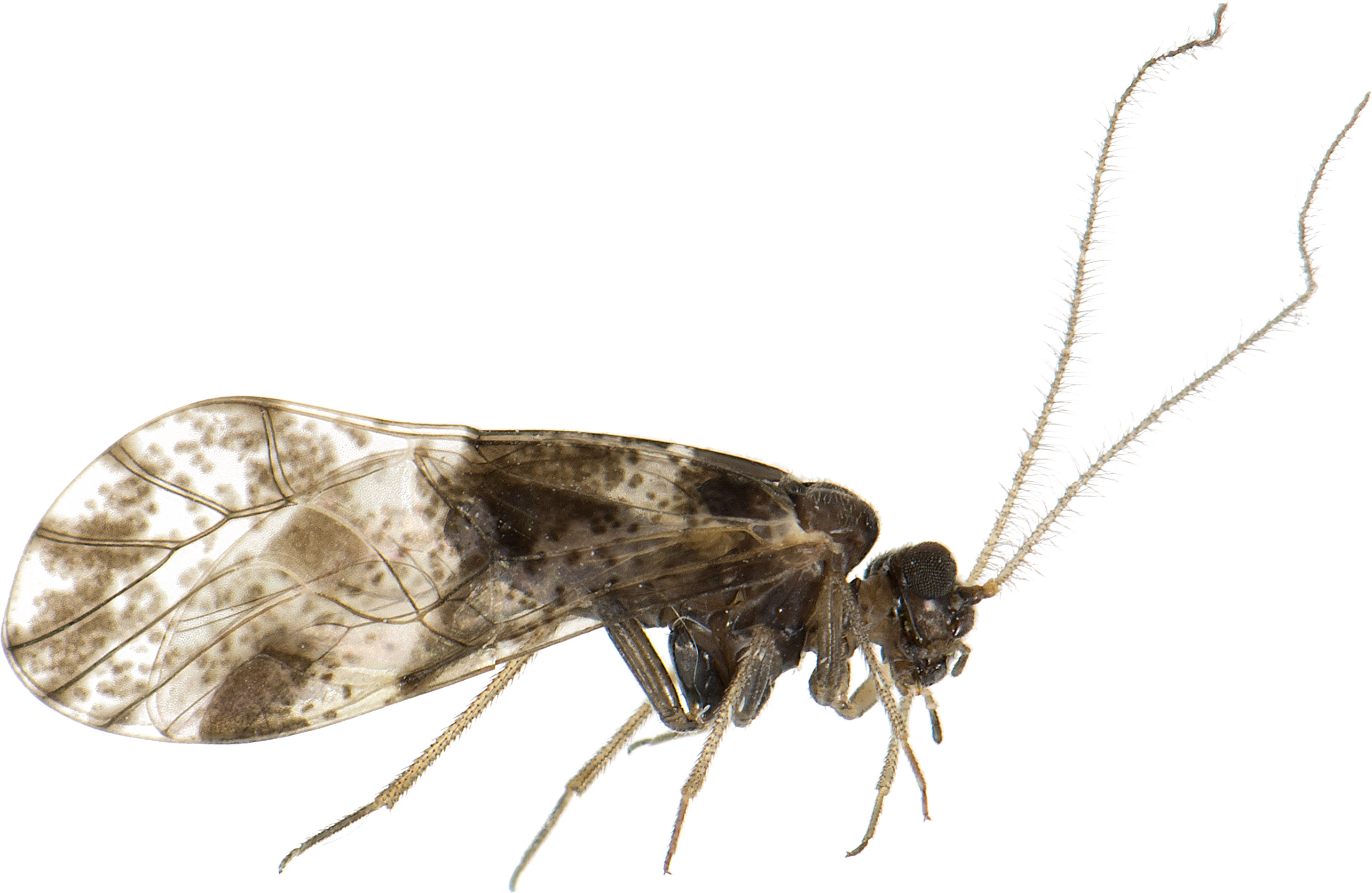 Close Up Mosquito Transparent Background