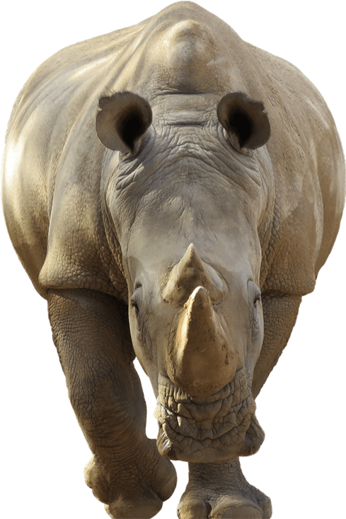 Close Up Rhino Portrait