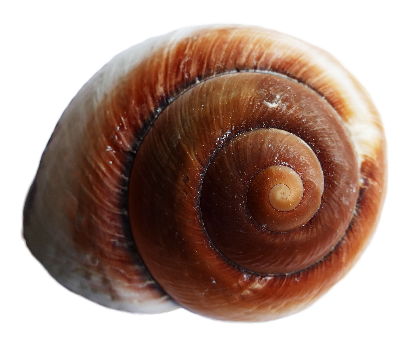 Close Up Sea Snail Shell