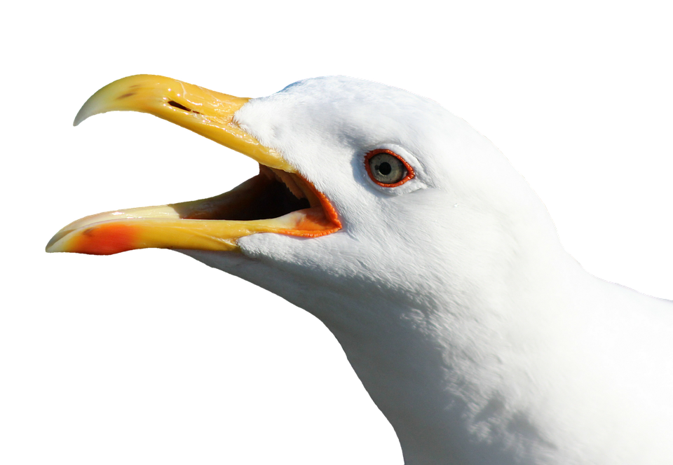 Close Up Seagull Vocalizing