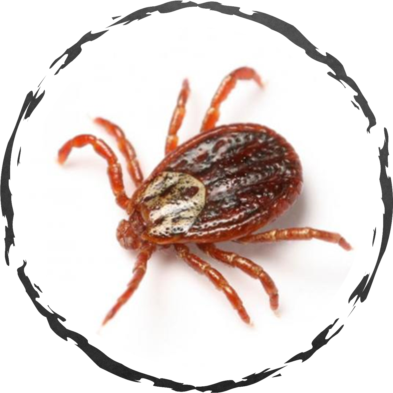 Close Up Tick Isolated