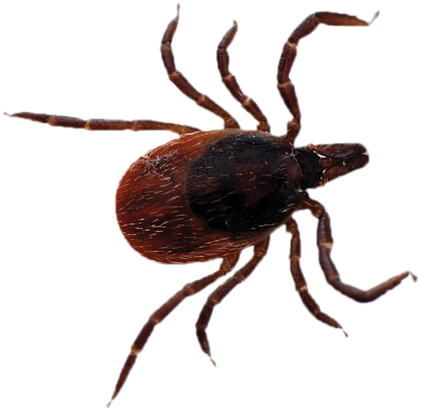 Close Up Tick Transparent Background