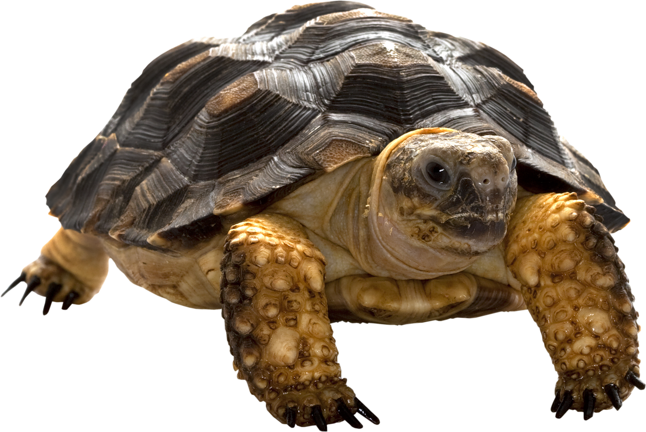 Close Up Tortoise Isolated Background.png