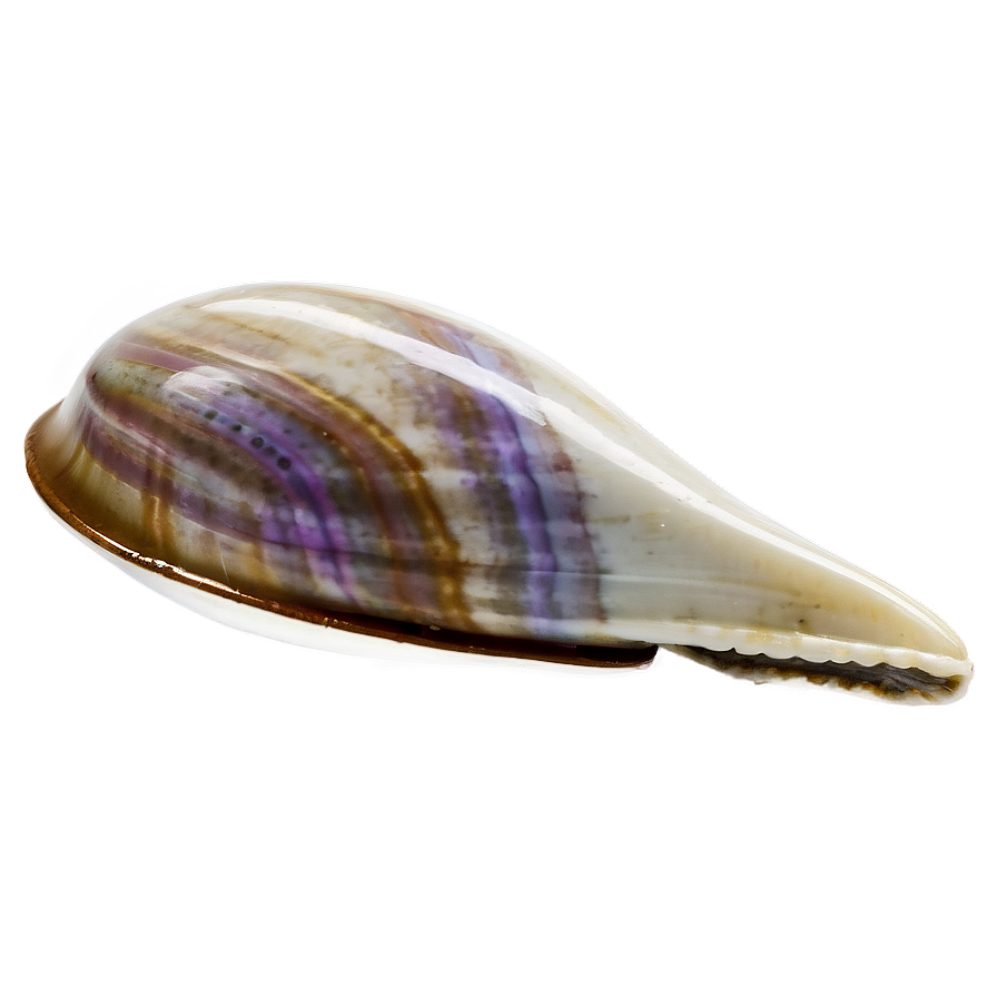 Closed Clam Shell Png 05242024