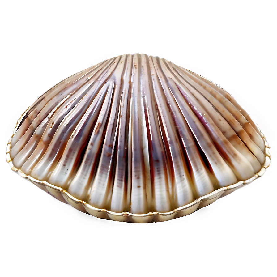 Closed Clam Shell Png 05242024