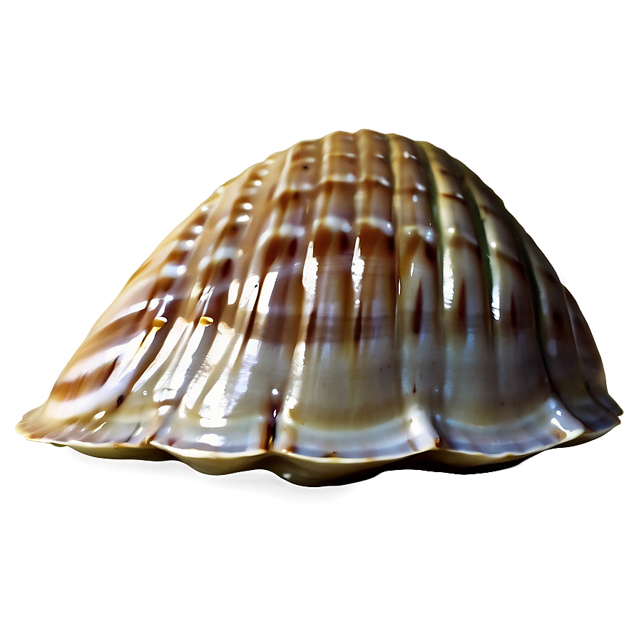 Closed Clam Shell Png Dij32