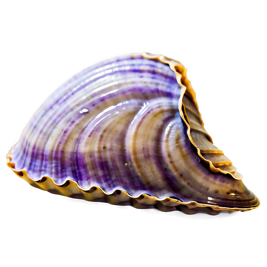 Closed Clam Shell Png Wqr