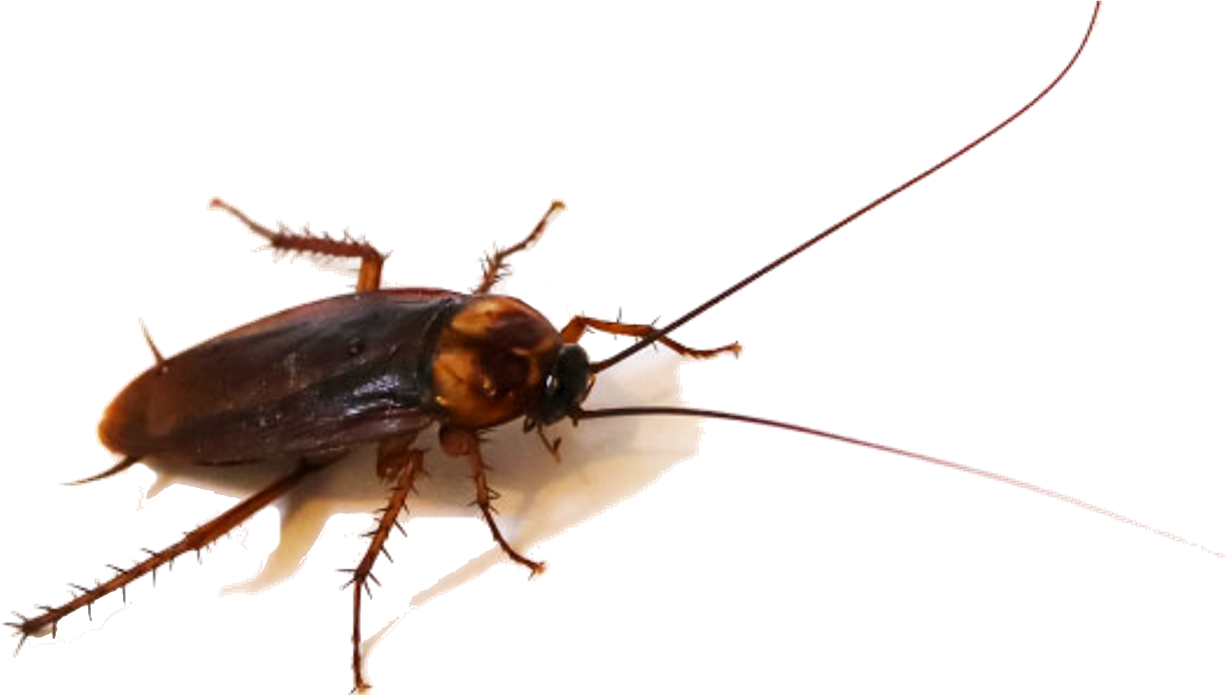 Closeup Cockroach Transparent Background