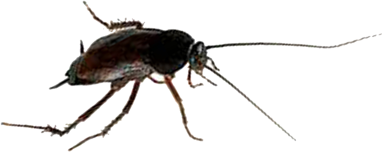 Closeup Cockroach Transparent Background