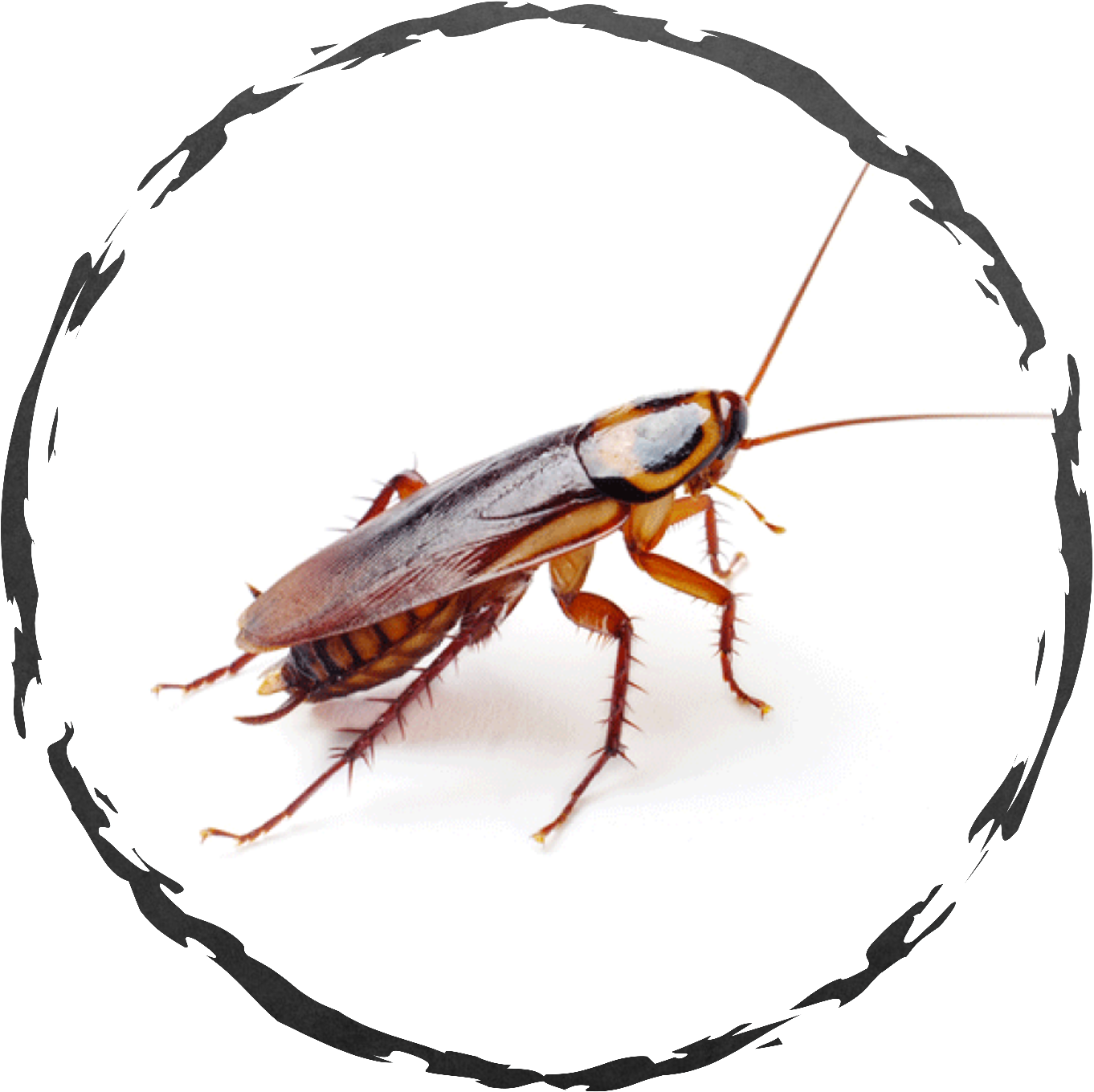 Closeup Cockroach Transparent Background