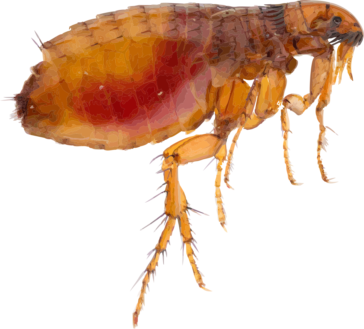 Closeup Flea Illustration.png