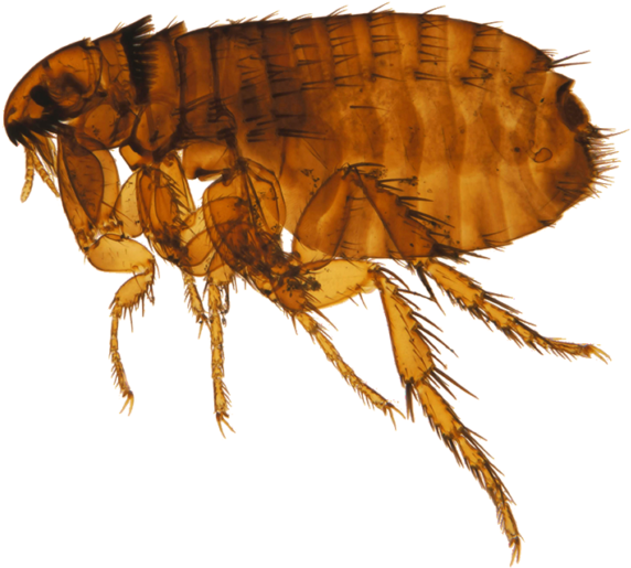 Closeup Flea Transparent Background.png