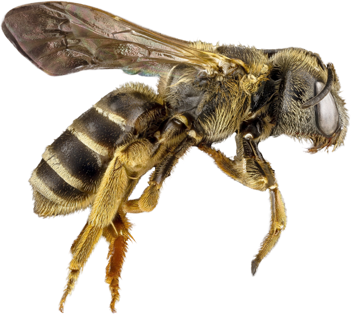 Closeup Honey Bee Transparent Background.png