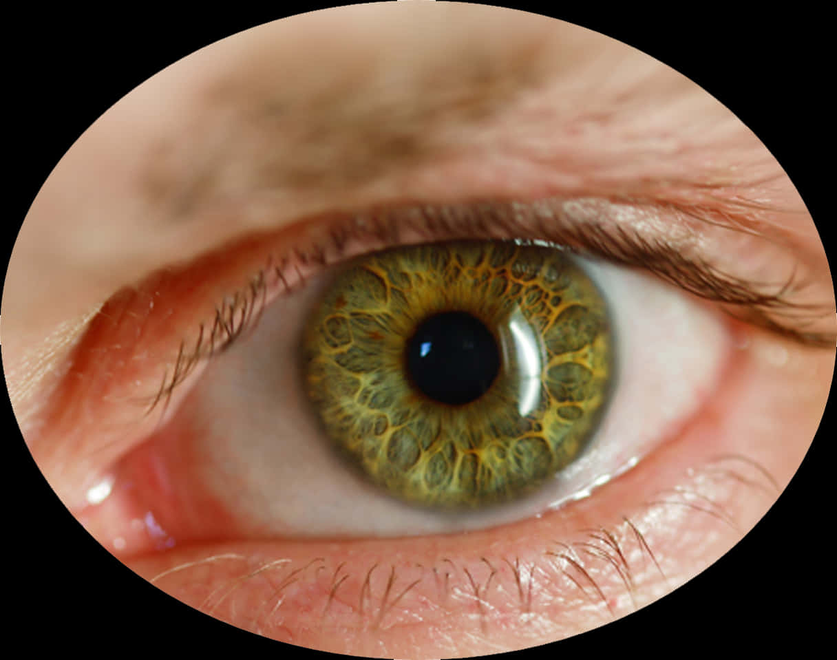 Closeup Human Eye Detail