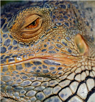 Closeup Iguana Eyeand Skin Texture.jpg