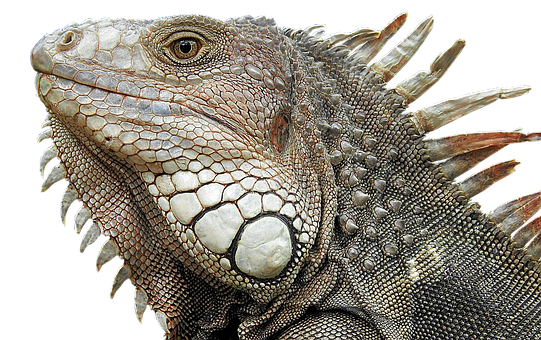 Closeup Iguana Portrait