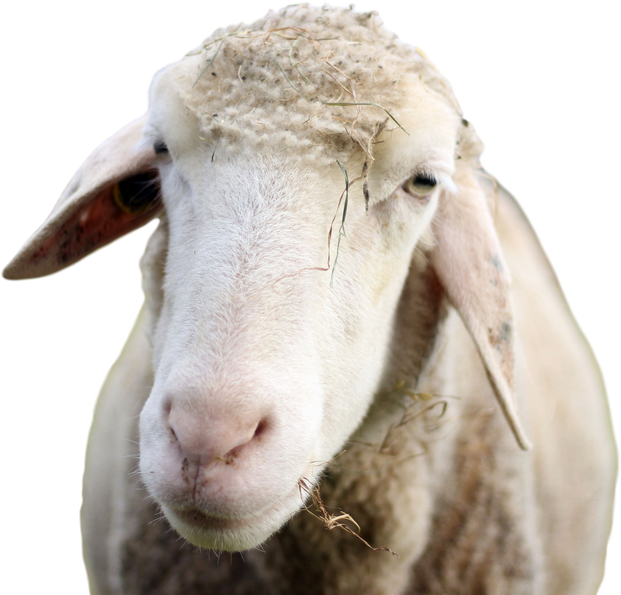 Closeup Portraitofa Sheep