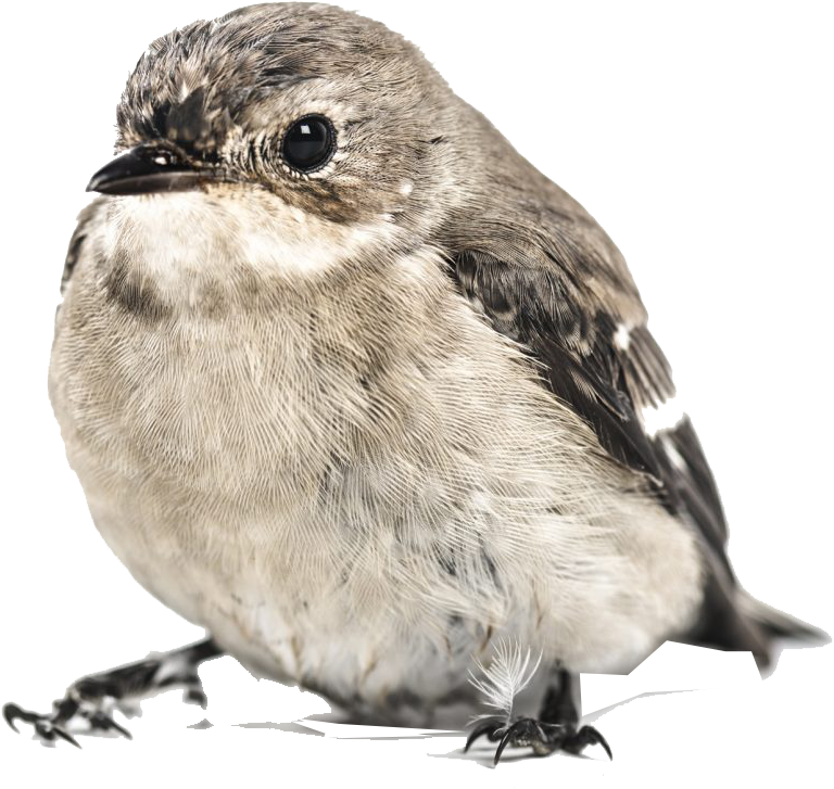 Closeup Sparrow Isolated Background.png