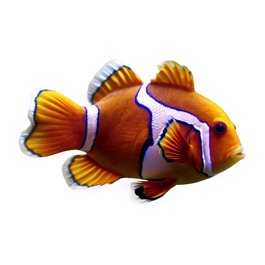 Clown Fish Transparent Png 05262024