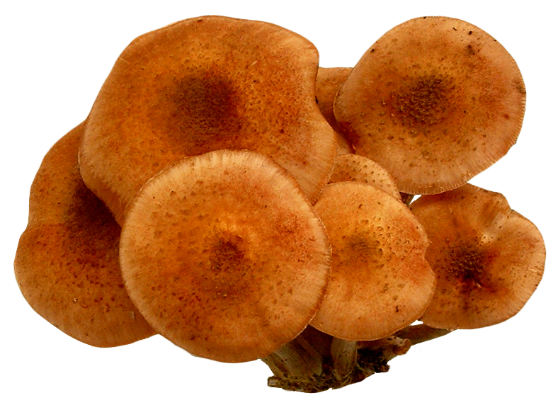 Clustered Brown Mushrooms.png