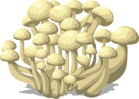 Clustered Mushrooms Illustration