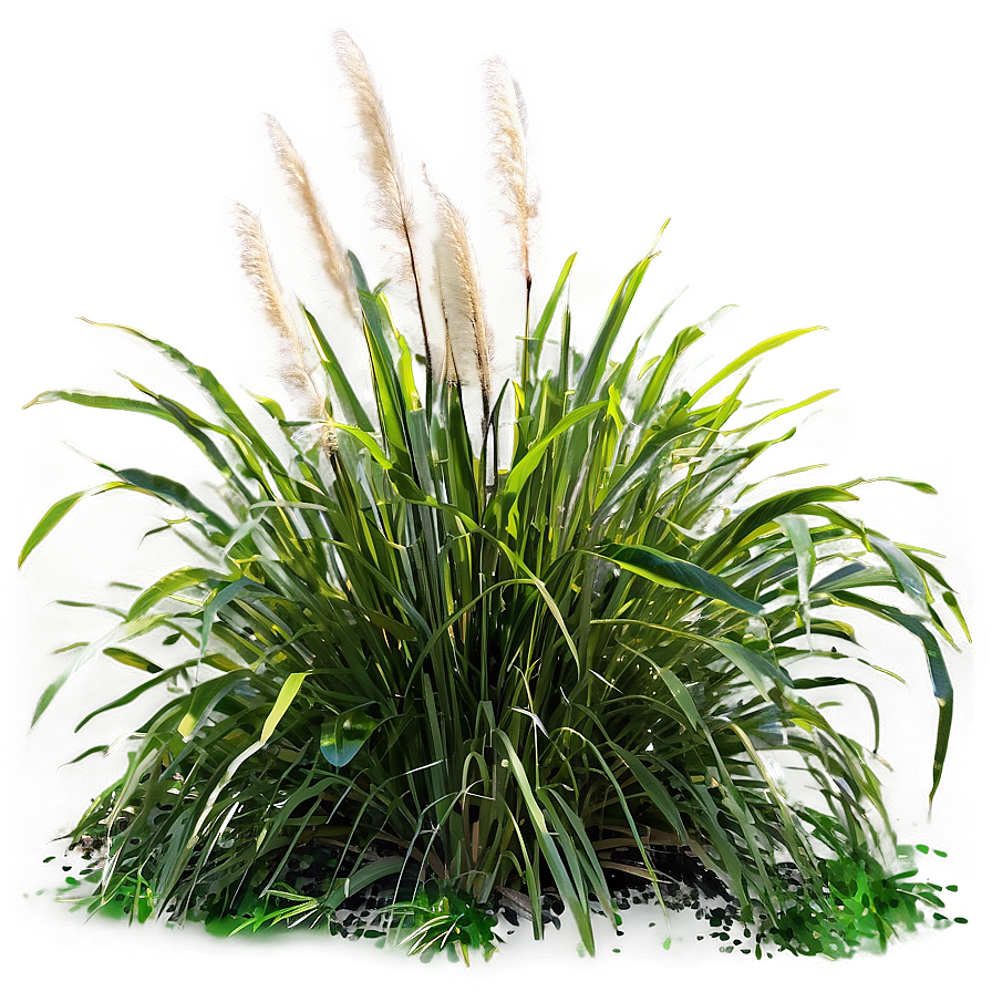 Coastal Ornamental Grass Png 06212024