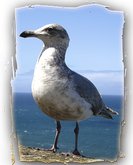 Coastal Seagull Standing