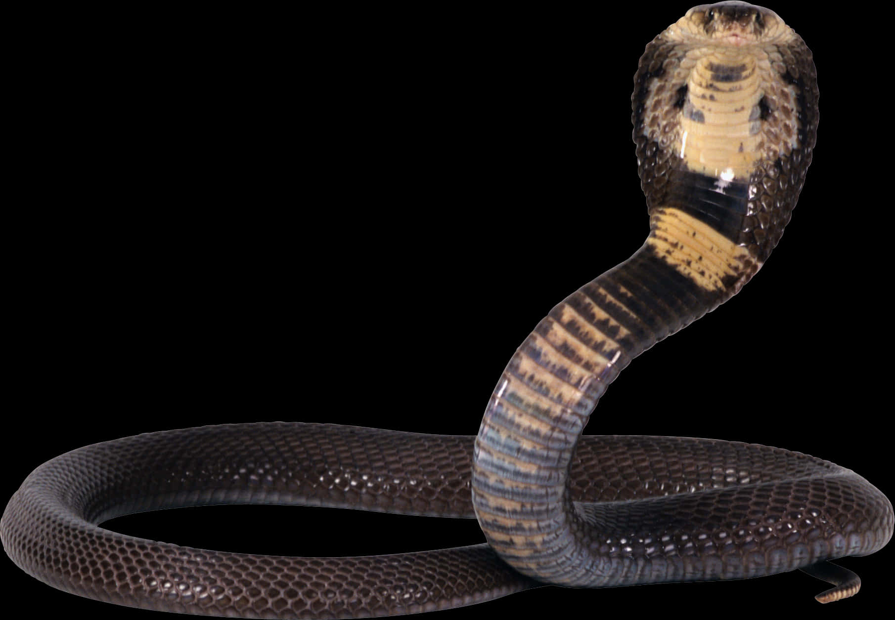Cobra Snake Defensive Pose
